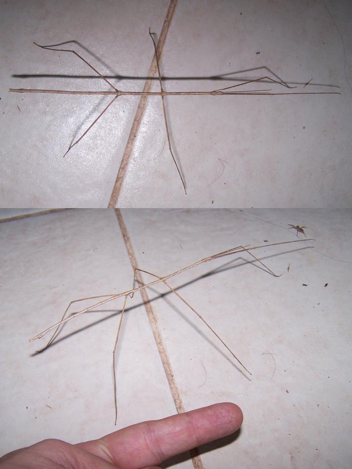 FIGURE 2 FIGURE 2